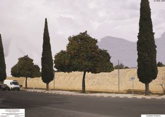 Lefkosia, Digenis Akritas avenue with cypress and orange trees.
